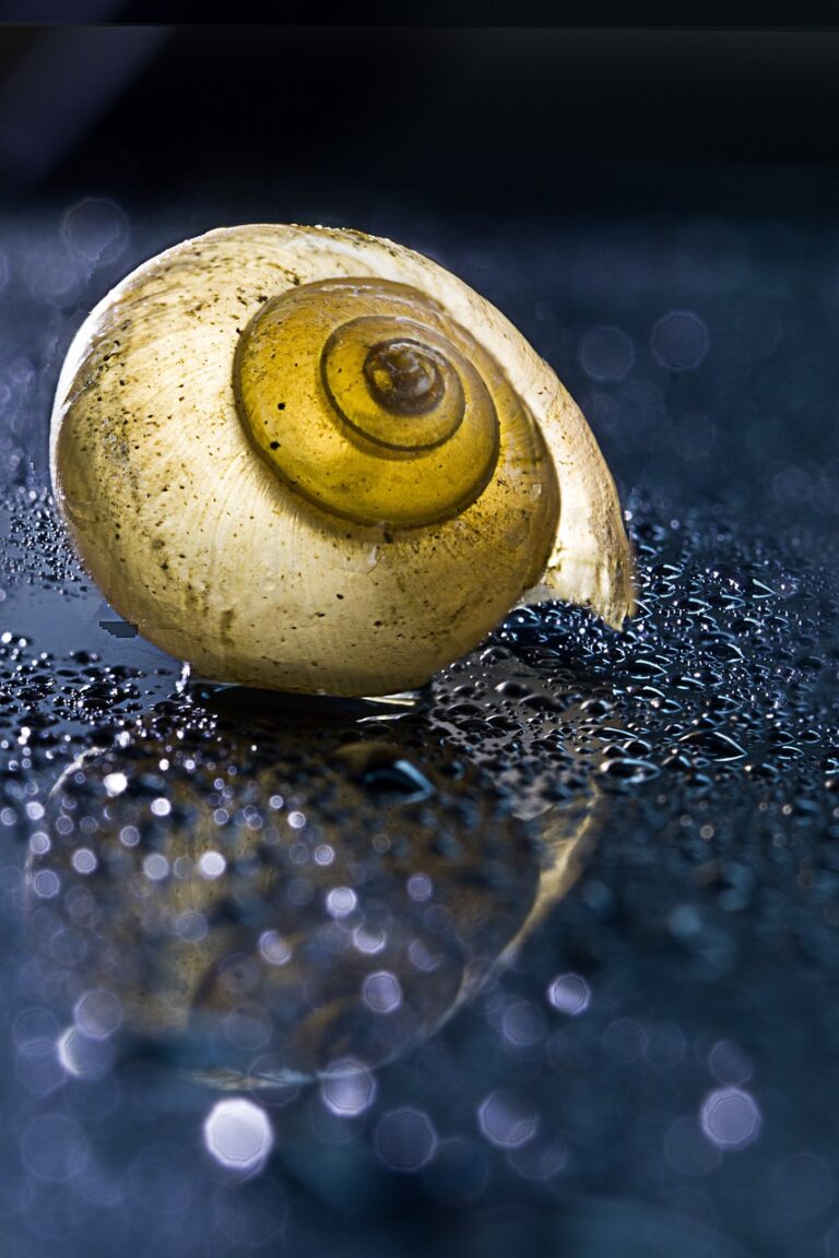 snail, animal, peel